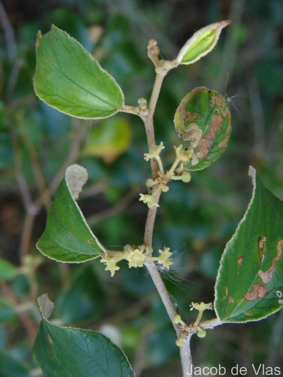 Ziziphus oenopolia (L.) Mill.